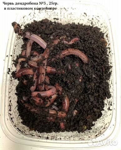 Живые насадки, Приманки и Прикормки для рыбалки