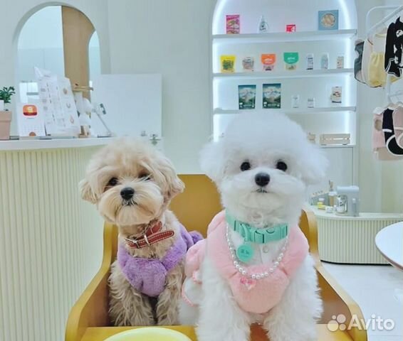 Мальтипушечки ф1