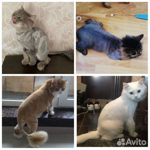 Груминг(стрижка) кошек. Выезд на дом