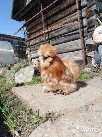 Шелковые куры