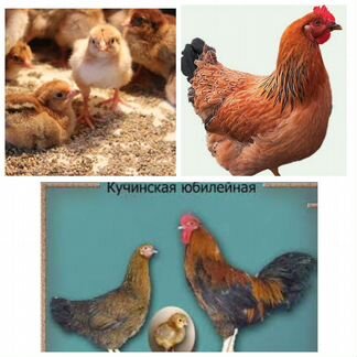 Инкубационное яйцо. Кучинская Юбилейная