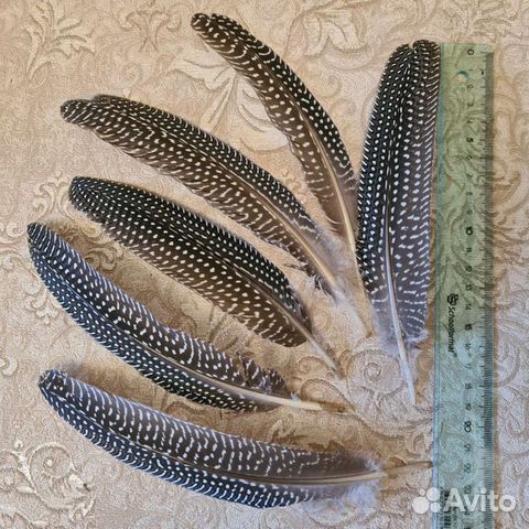 Перья цесарки для творчества