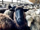 Доля овечьей фермы на 2500 голов в Краснодаре объявление продам