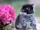 Ручные Очаровательные Кролики из Питомника