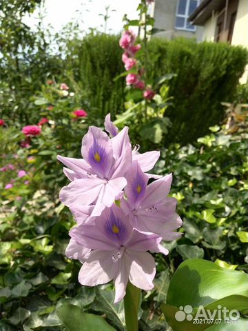 Водный геоцинт