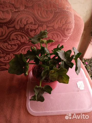 Маранта, филодендроны и др