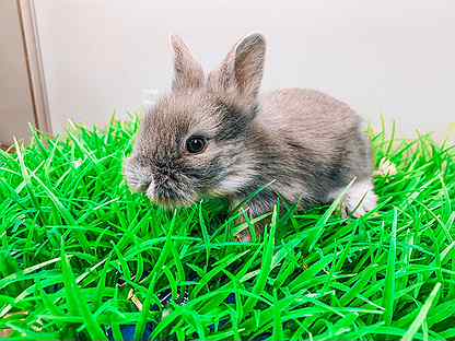 Карликовый кролик - самый маленький