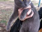 Молодой котик(порода руская голубая ) объявление продам