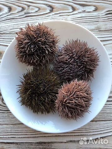 Икра морского ежа