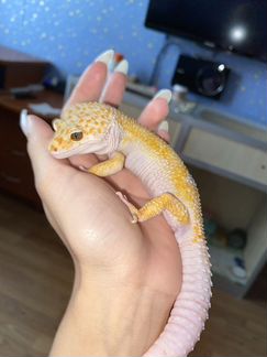 Самцы эублефаров на спаривание