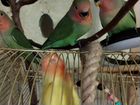 Выкормыши попугаев неразлучников