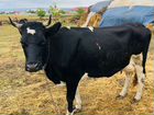 Коровы дойные объявление продам