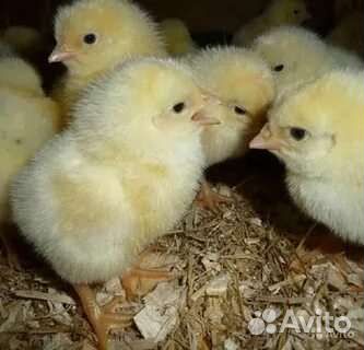 Цыплята бройлеры суточные