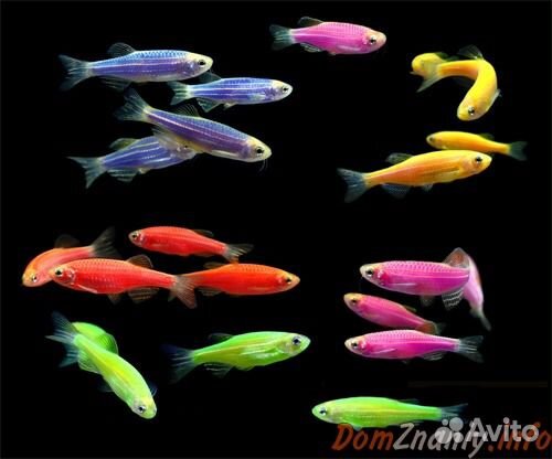 Данио глофиш (люминесцентные)