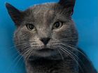 Шикарный кот Зевс русской голубой породы в дар объявление продам