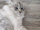 Невская маскарадная кошка сибирская объявление продам
