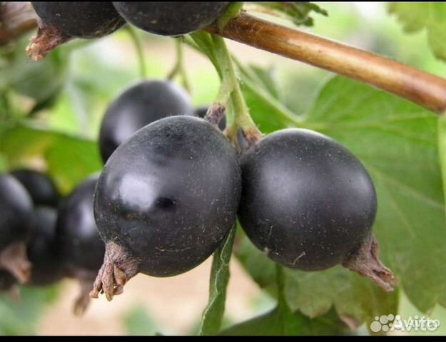 Саженцы Йошты(ёшты),Гибрид смородины и крыжовника