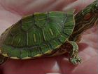 Красноухая черепаха объявление продам
