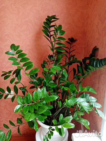 Замиокулькас