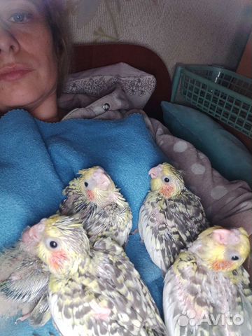 Птенцы кореллы