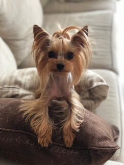 Стрижка собак и кошек с выездом в любой район Сочи