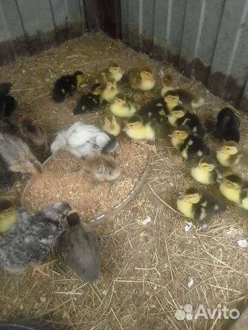 Индоутята + мама-утка в подарок