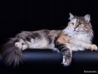 Котята норвежская лесная кошка с документами