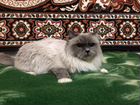 Кошка священная бирма, невская маскарадная в дар объявление продам