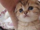 Шотландский кот ищет даму для вязки Приглашаем на объявление продам