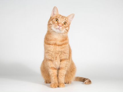 Рыжий молодой ласковый кот Плюшик