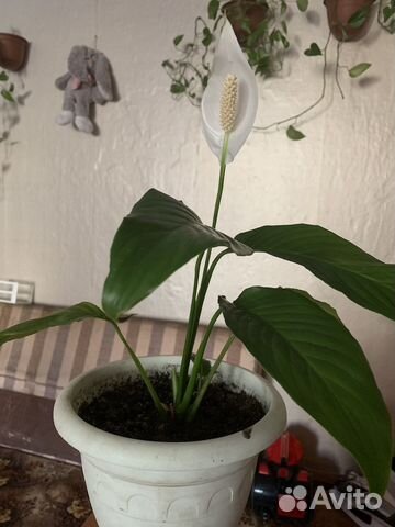 Спатифиллум