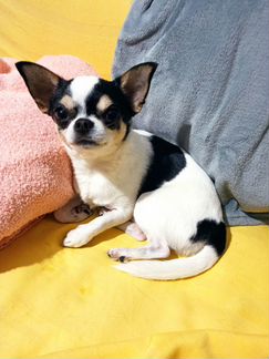 Вязка чихуахуа