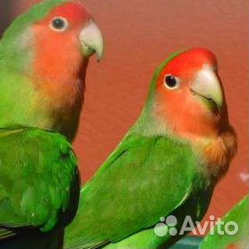 Птенчики розовощеких попугайчиков