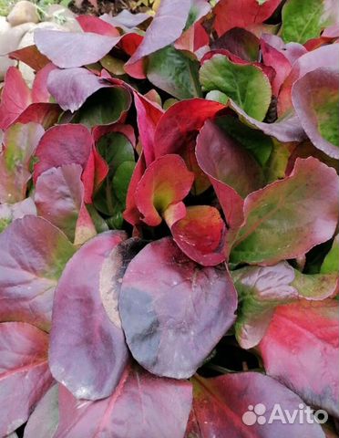 Бадан, пион, живучки, осока, флокс, ирисы