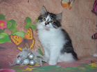 Чистопородные котята Курильский Бобтейл объявление продам