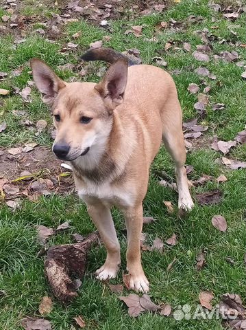 Щенок подросток Лаки ищет дом