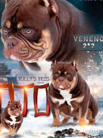 Американский булли вязка