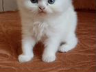 Продаются персидские котята объявление продам