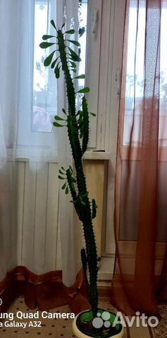 Кактус.Молочай