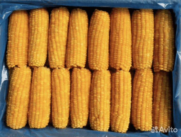 Кукуруза в початках