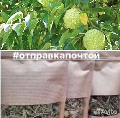 Сбор для Суставов с Маклюрой и Сабельником