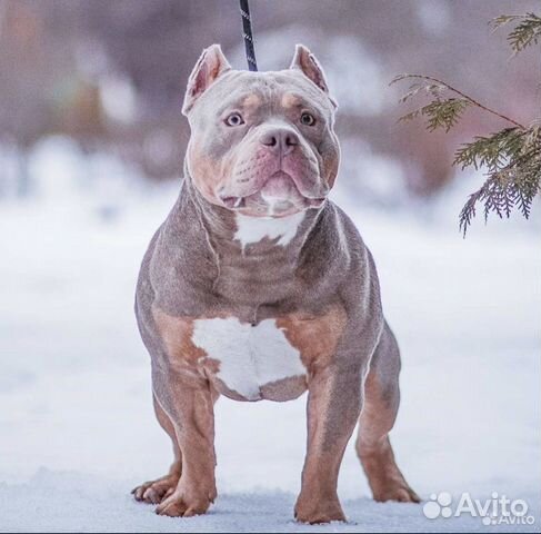 Американский булли вязка