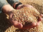 Урожай пшеницы 2022 объявление продам