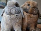 Декоративные карликовые кролики Минилопы объявление продам