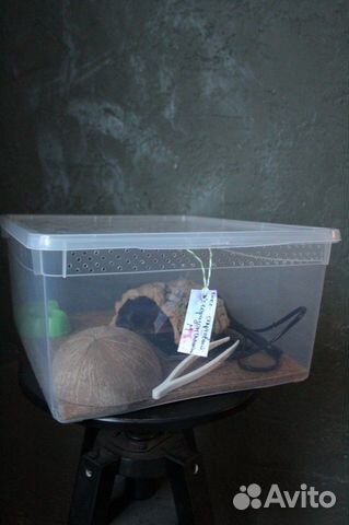 Готовый набор для эублефара