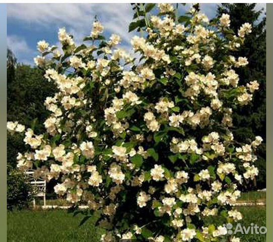 Жасмин,черемуха красная,барбарис,клубника