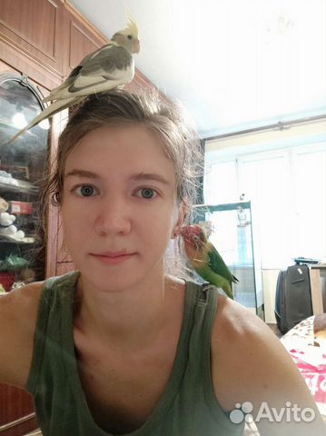 Фиксированная цена) Передержка попугаев