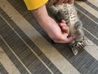 Котенок от мамы мейнкун объявление продам