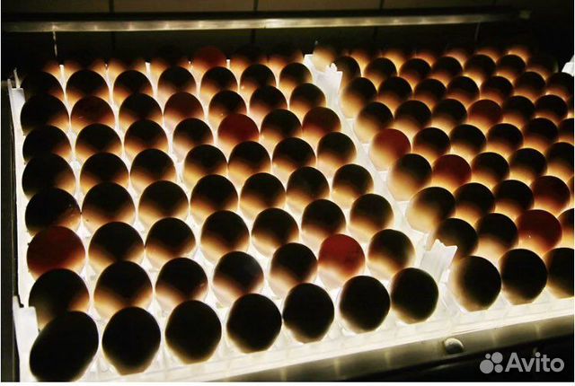 Инкубационное яйцо бройлера