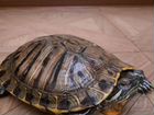 Красноухая черепаха 4 года